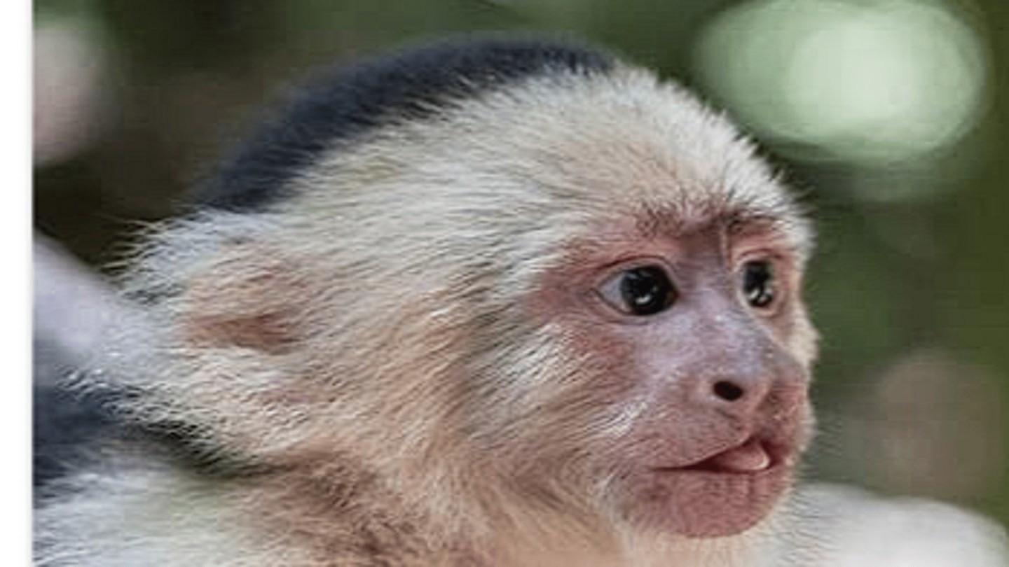 #4. Lab Monke 2 (Meta) 由: Hdjdhfjfjfj